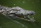 Ferme aux crocodiles  Djerba