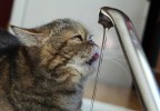 Chat robinet