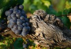 Vigne Provence