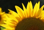 Tournesol Provence