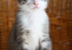 Chat sur un fauteuil