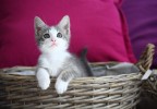 Chat dans un panier