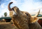 Vache tirant la langue
