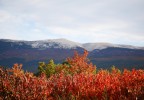 Cerisiers en automne Vaucluse