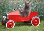 Chat dans une voiture d’enfant