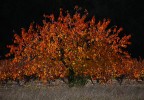 Automne Vaucluse