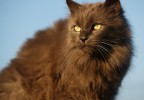 Chat assis