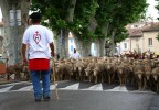Transhumance Vaucluse