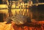 Crocodile Pierrelatte