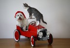 Chien et chat dans une voiture d’enfant