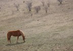 Cheval au pré