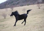 Cheval au galop