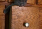 Bébé chat
