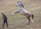 Dressage 1