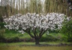 Printemps Vaucluse