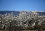 Cerisiers en fleurs au printemps Vaucluse