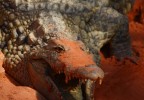 Crocodile dans l’ocre