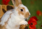 Lapin et coquelicots