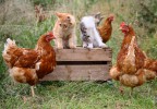Poules et chats