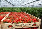 Fraises de carpentras
