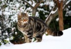 Chat dans la neige