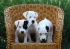 Chiens dans un fauteuil