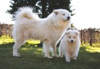 Chiens dans un jardin
