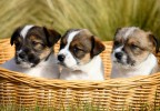 Chiots dans un panier