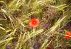Coquelicots Vaucluse