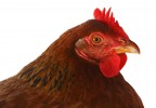 Portrait de poule