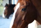 Cheval au box