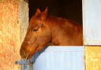 Portrait de cheval