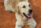 Chien dans l’ocre