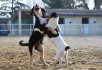 Chiens en train de jouer