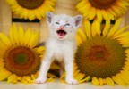 Chat et tournesols