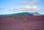 Mont ventoux et lavandes Vaucluse