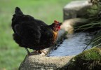 Poule buvant à un abreuvoir