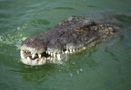 Crocodile Djerba