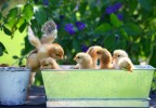 Poussins