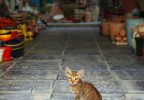 Chat Djerba