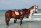 Chevaux en bord de mer