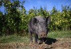 Cochon dans un verger