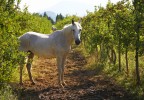 Cheval dans un verger