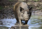 Cochon dans une mare