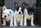 Chiens dans un fauteuil