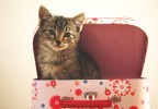 Chat dans une boite