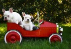 Chiens dans une voiture d’enfant