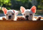 Chiens dans une jarre