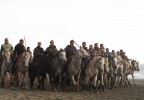 Chevaux camarguais