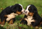 Chiots dans un jardin